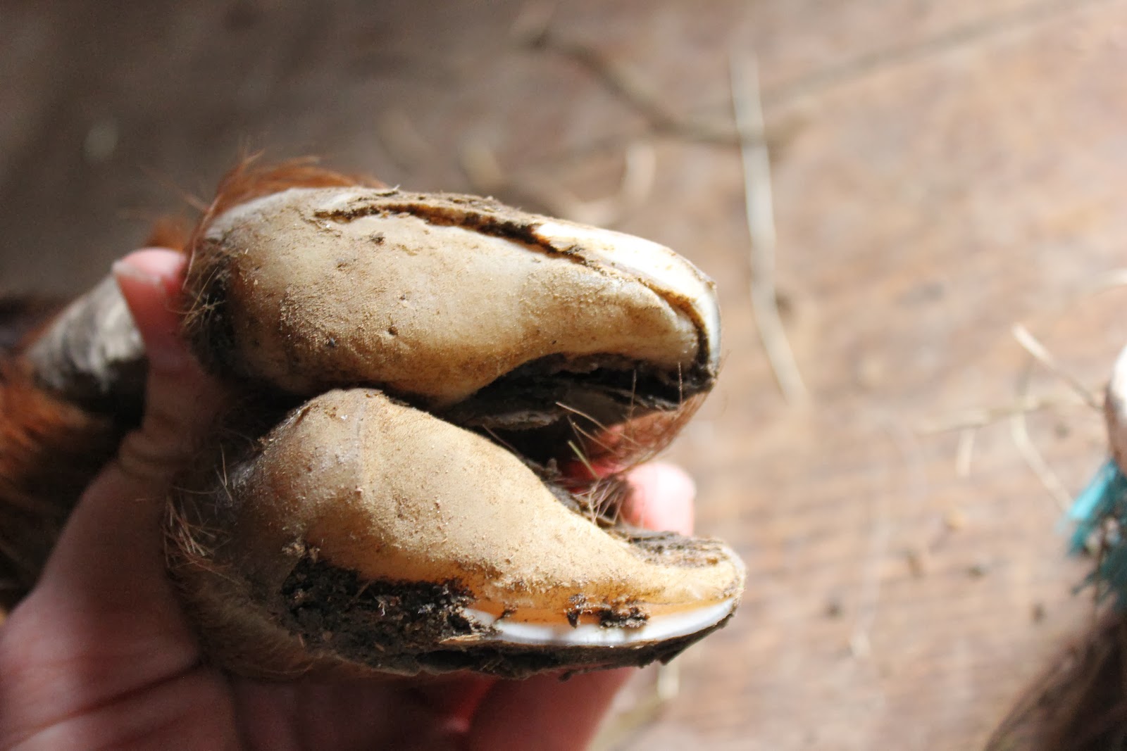 HighTail Farms Trimming Goat Hooves