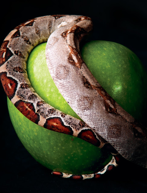  snake apple photo 