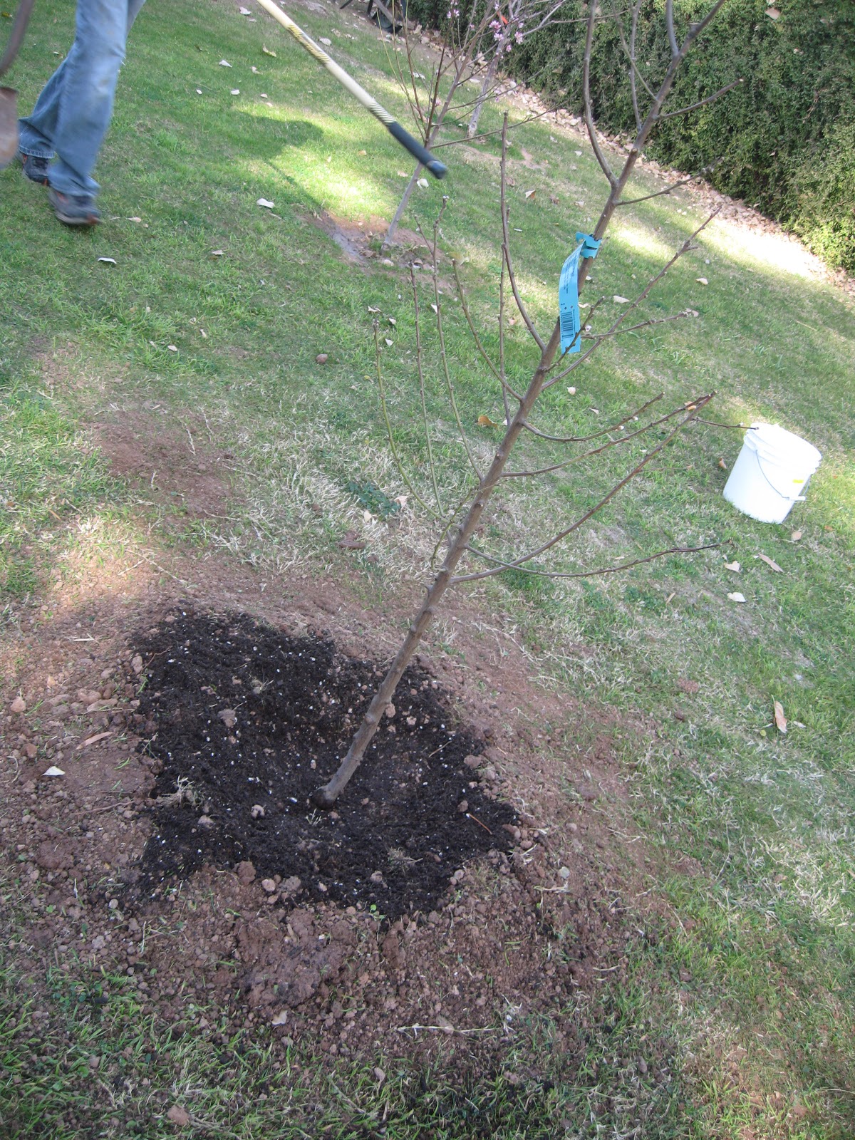 Give The Tree A Deep Watering, Fill The Basin A Give The Tree A Deep Watering, Fill The Basin A