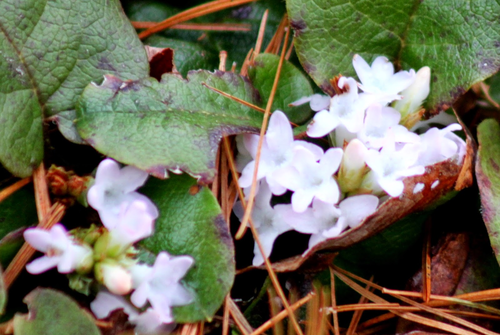 Here and There Day 114 24th April 2014 Mayflowers, Hyacinths and