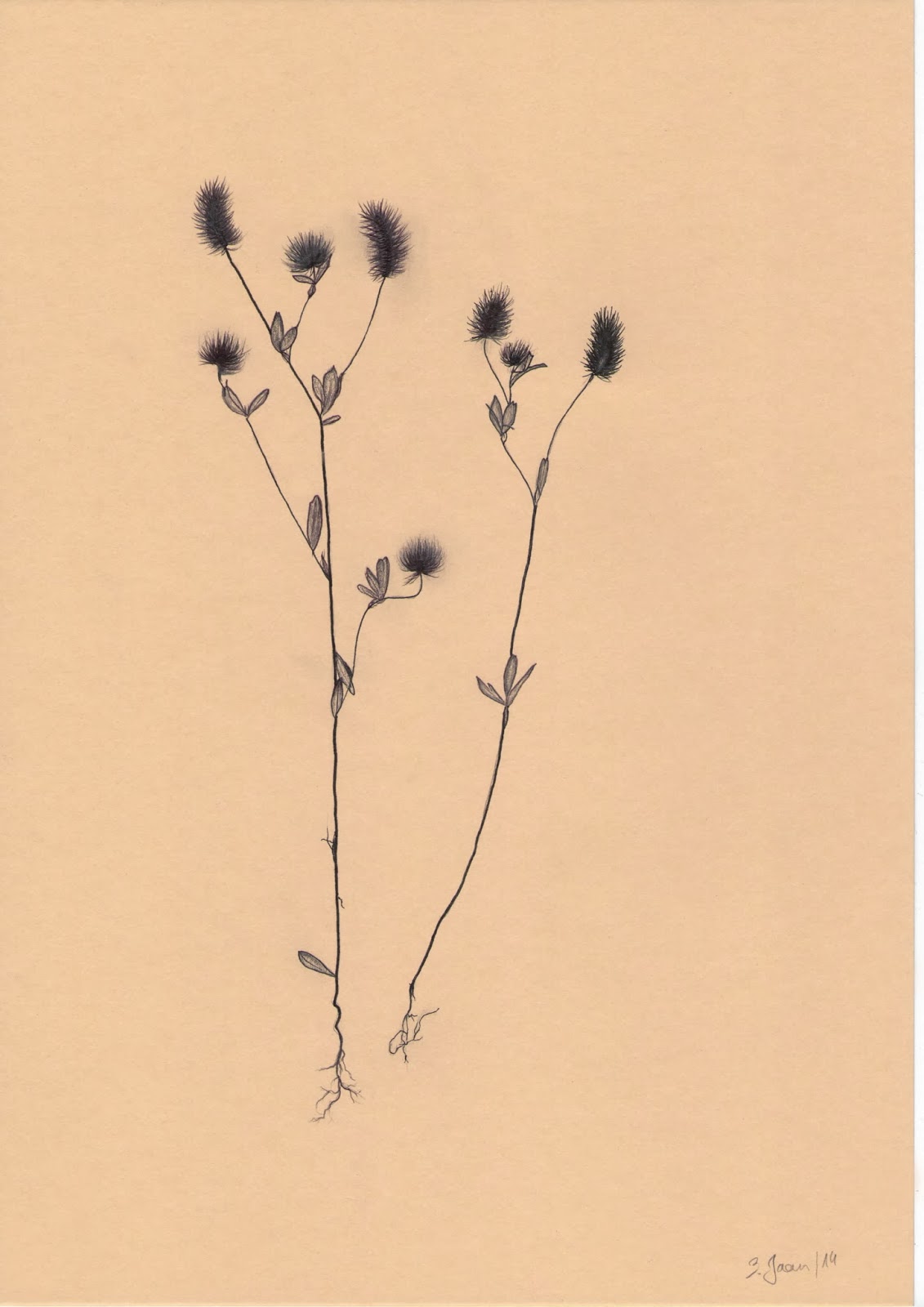 Kassiristik Trifolium arvense L.
