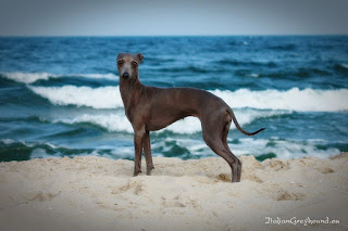 ABIGAIL Pustynny Wiatr Italian Greyhound