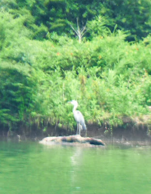 heron