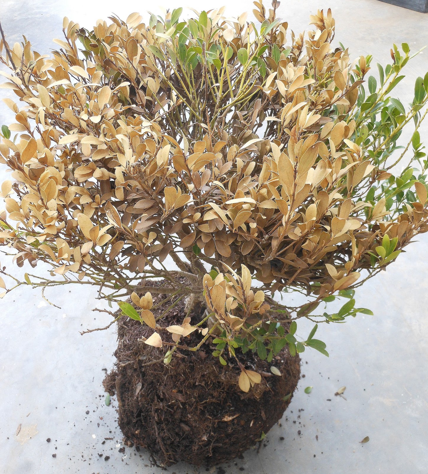 Reconsider Buxus Box Boxwood