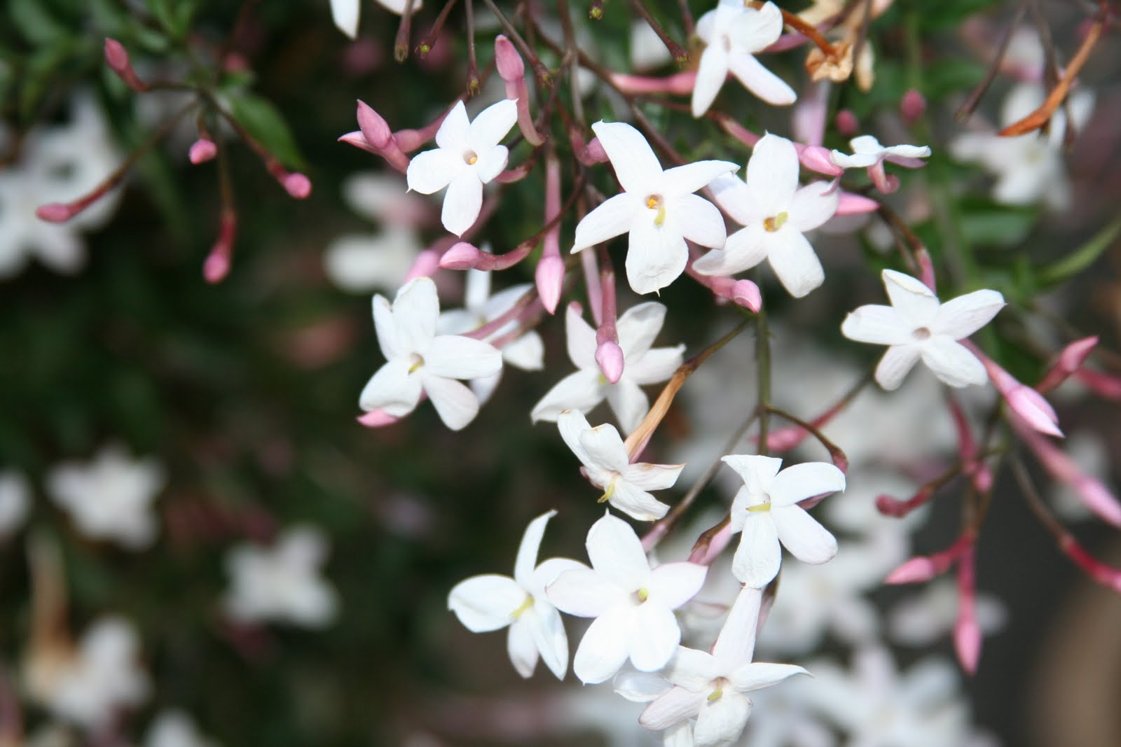 Brindavan in the Bay Area Planting for PrivacyPart 1
