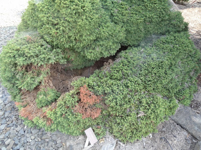 Callistemon Viminalis Slim