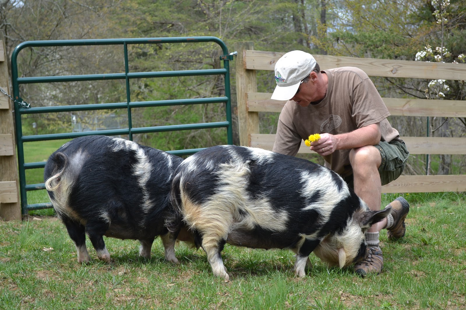 Bee Haven Acres Of Mushrooms and Pigs
