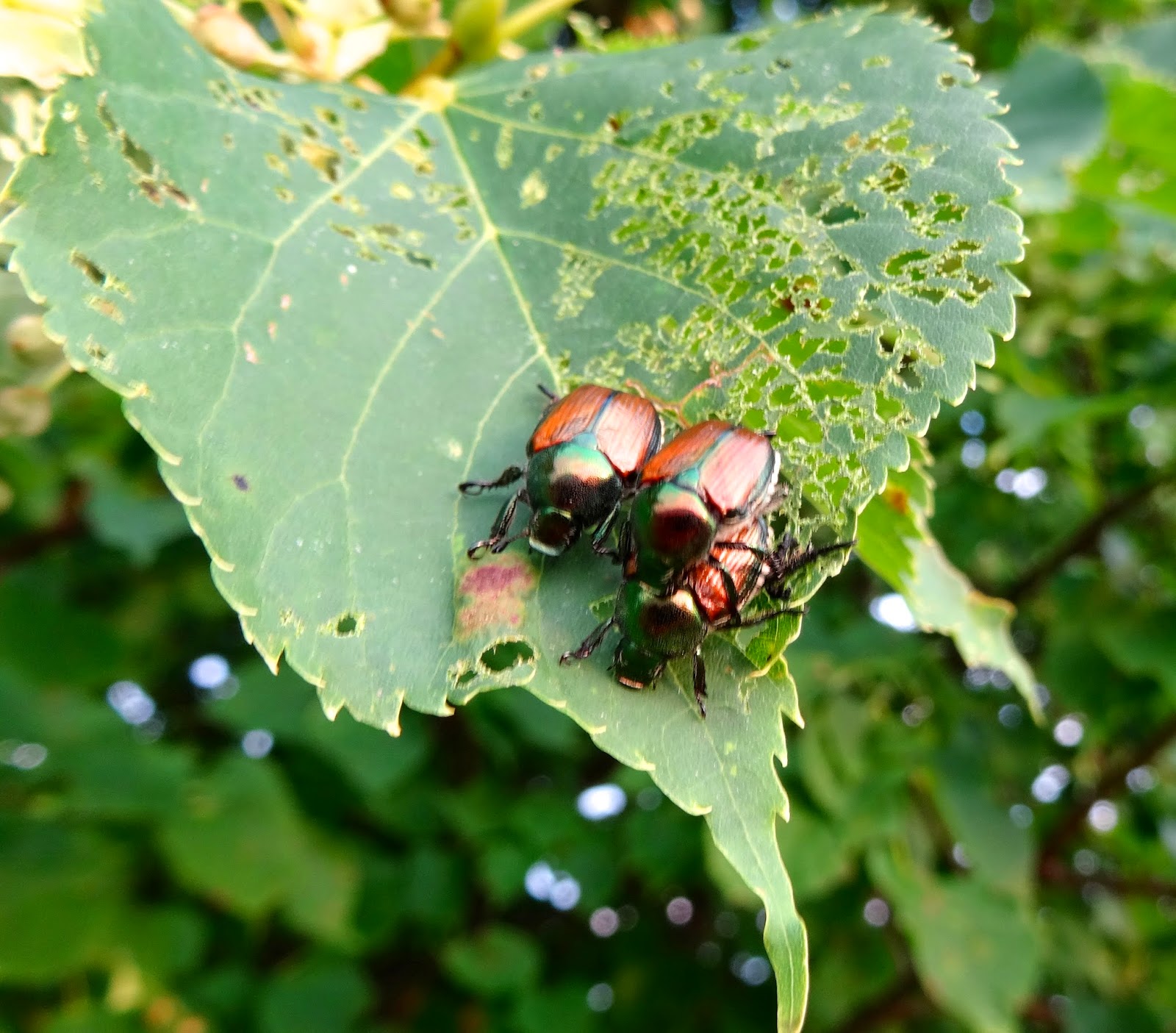 Jim and Bev Japanese beetle is the new thistle