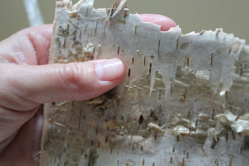 Sylvie Liv How To Turn Birch Bark Into Paper