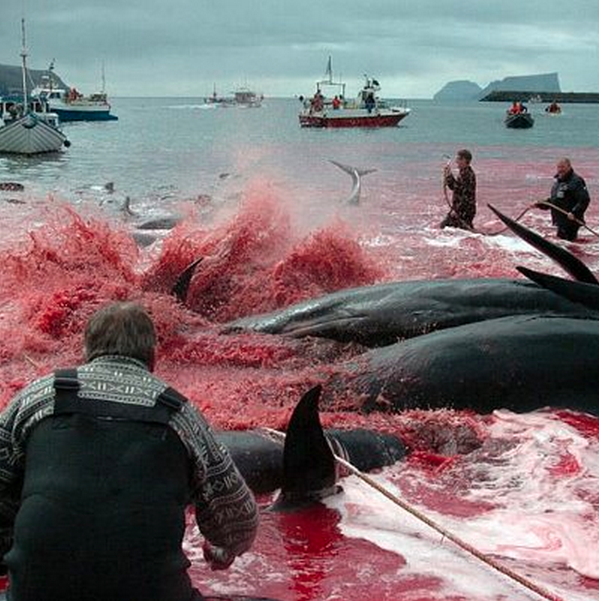 STOPTHEGRIND: FAROE ISLAND PILOT WHALE SLAUGHTER ~ GRINDADRAP 2013