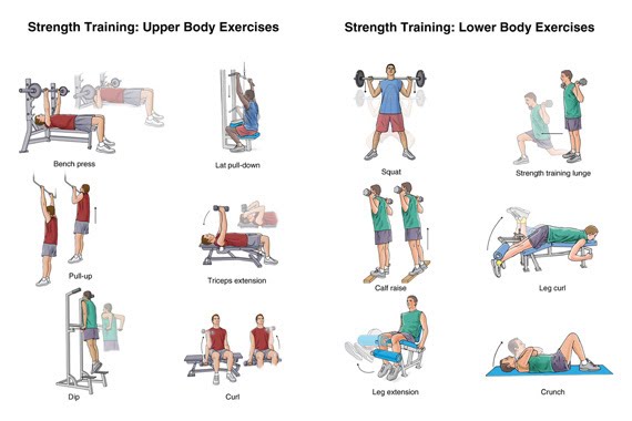 Lower /Upper Body Exercises