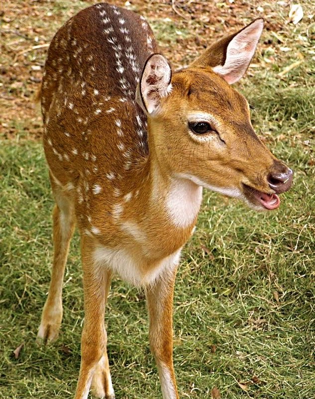 We love Our Bangladesh Axis deer/Chital deer or Spotted deer(Chitrol