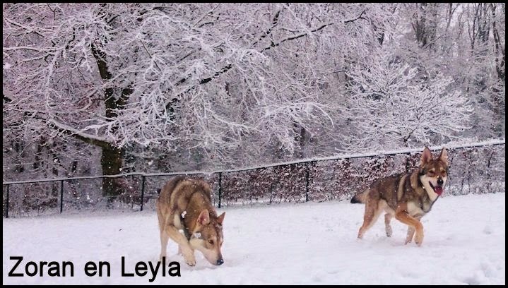 Zoran en Leyla