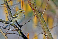 Rocco-naturephoto immagini naturalistiche