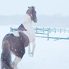 Funny animal gifs - part 78 (10 gifs), funny gif, horse playing in the snow gif