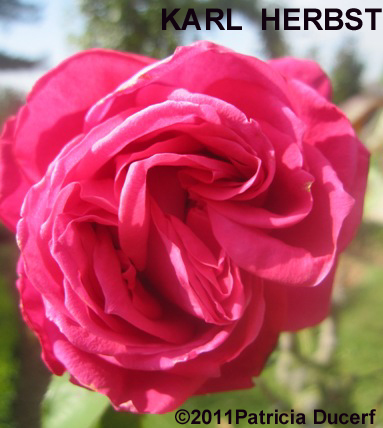 Belles Roses Sans Souci Rosier Karl Herbst
