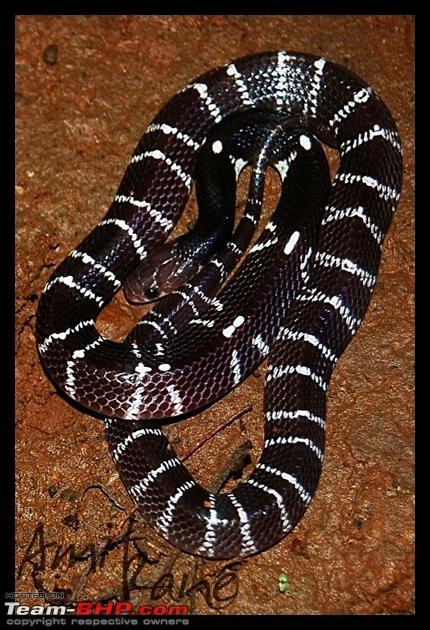 Snakes Snakes In Kerala