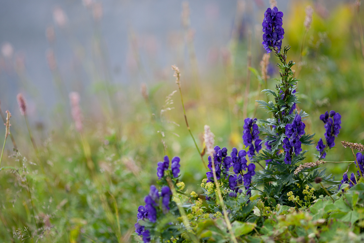 PhotoTrip Polish Flowers