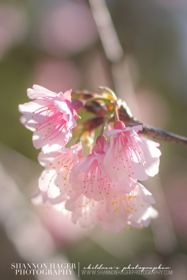 Cherry Blossoms in Okinawa by Shannon Hager Photography