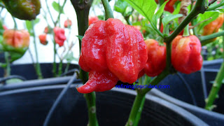 Trinidad 7 Pot seeds, Trinidad Moruga Scorpion