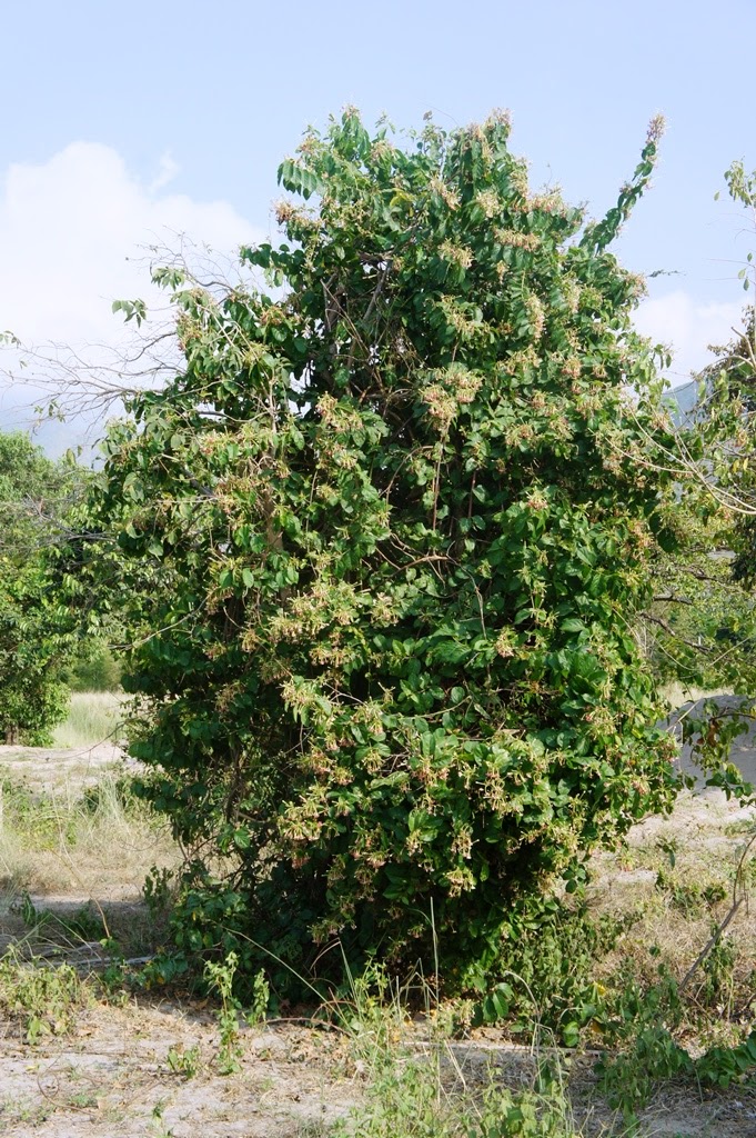 OUR PHILIPPINE TREES The Wild Creeper