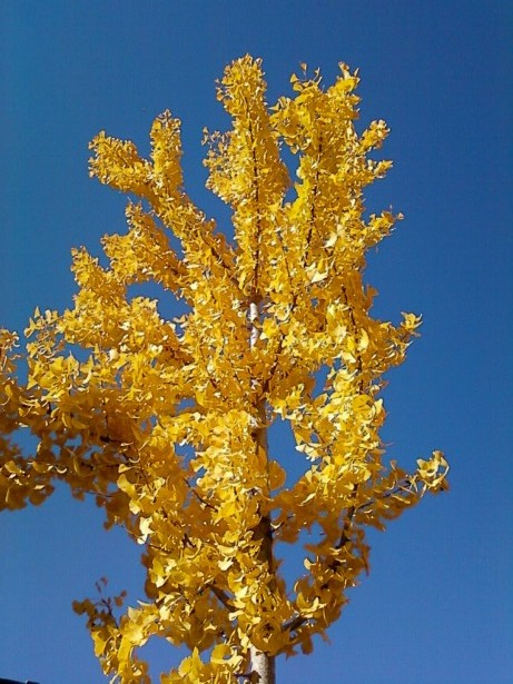 Ginkgo+Tree.jpg