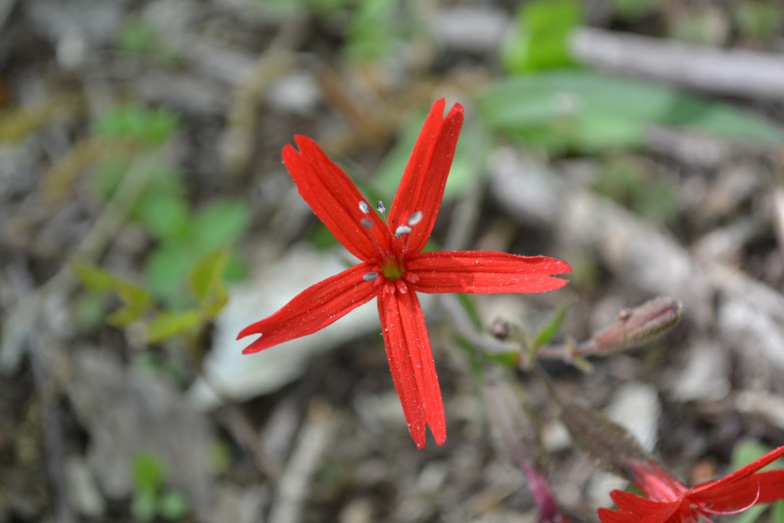 West Virginia Native WildflowersThe Big Year, 2013 First Orchid of