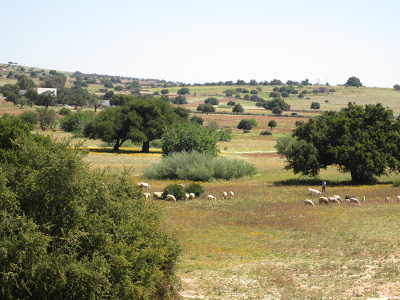 Argane Forest Sheep Grazing