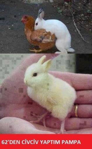 incicapslar blogspot com