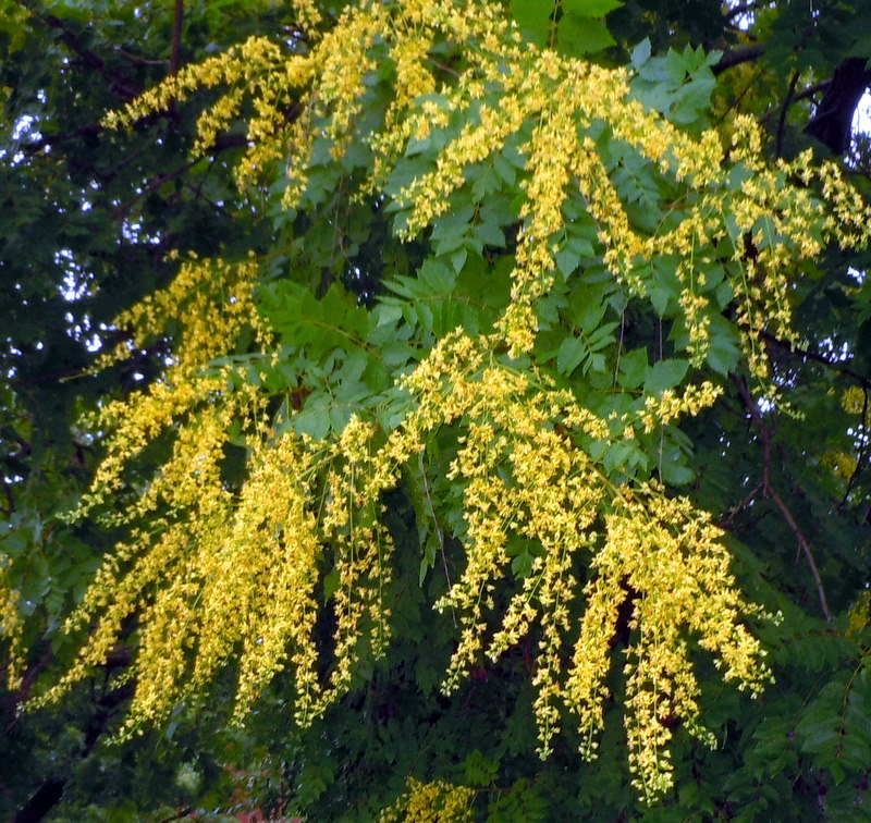My Old Historic House A Quest for the Golden Raintree!!!!