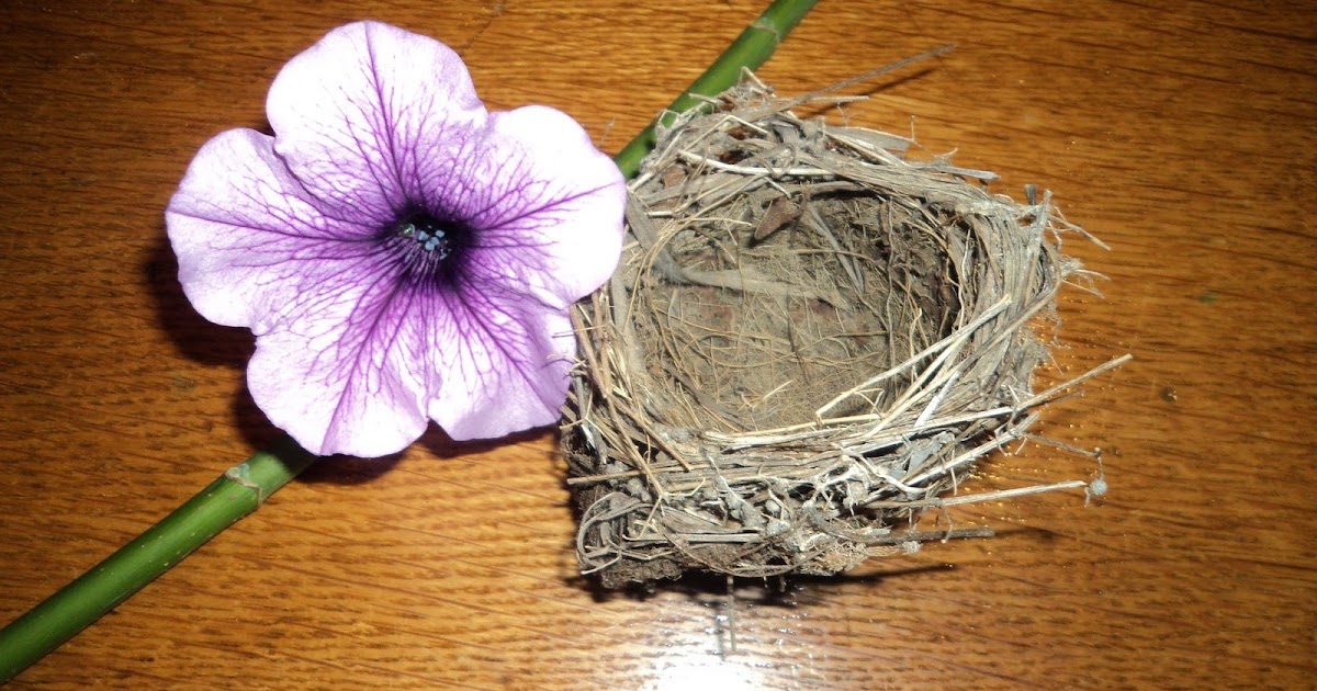 the Plain Professors Chicken Lungs, a Bird's Nest and Pineapple