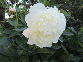 fare amicizia a roma