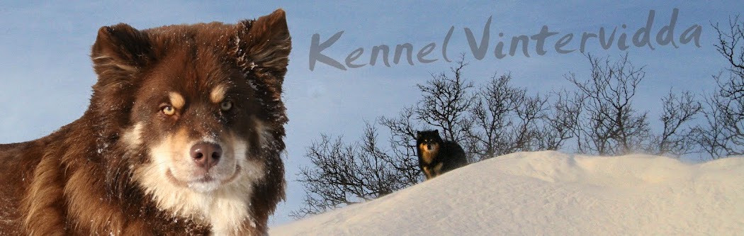 Kennel Vintervidda