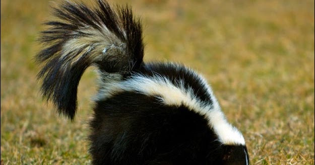 Bill's Waste of Air: Skunks, Possums, Glocks and City Law