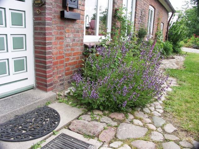 [Bild: salvia_20130614.jpg]