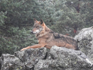 2015-10-06-Robledo%2Bcentro%2Bdel%2BLobo