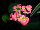 Euphorbia milii