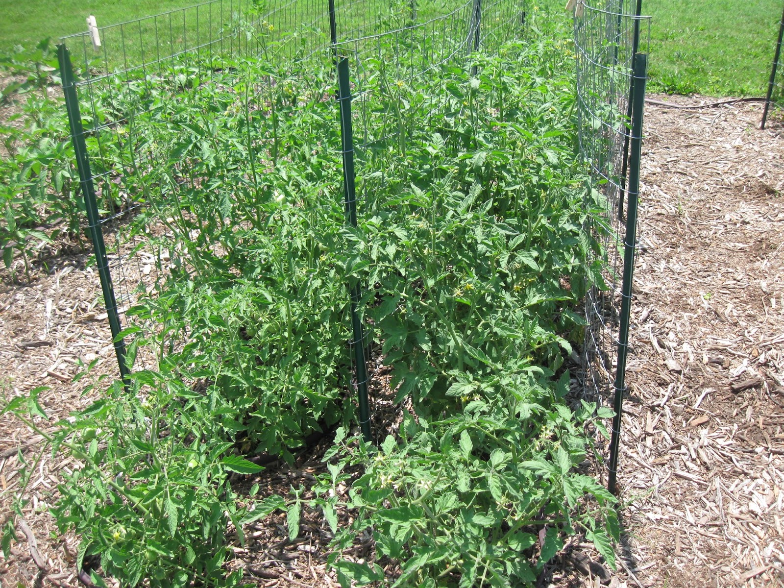 Kentucky Fried Garden A Vegetable Garden in June Overview