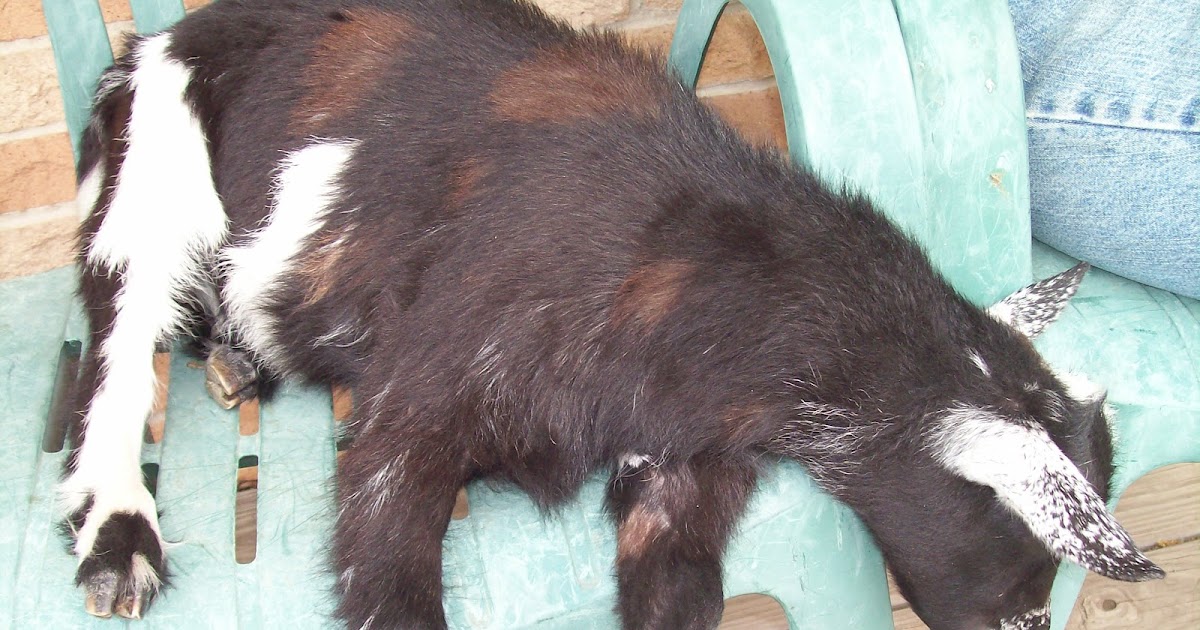 Bonding, Banding, and Bottles One Family's Adventures with Goats