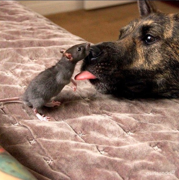 White Wolf This Rescued Pet Rat And Dog Are The Best Buddies Ever