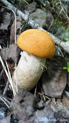 Leccinum testaceoscabrum.  A young Orange Birch Bolete. 