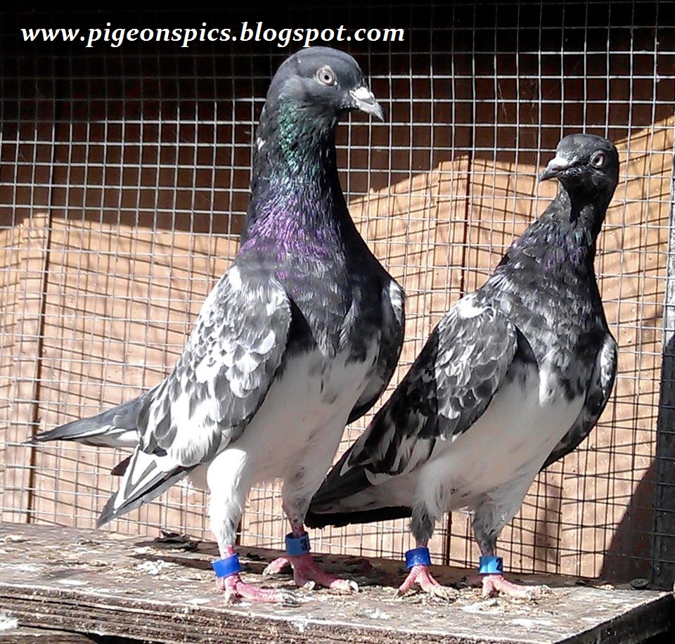 2012 Breeder Pigeons(kabootar) Pair Pigeons Pics Latest Pigeons