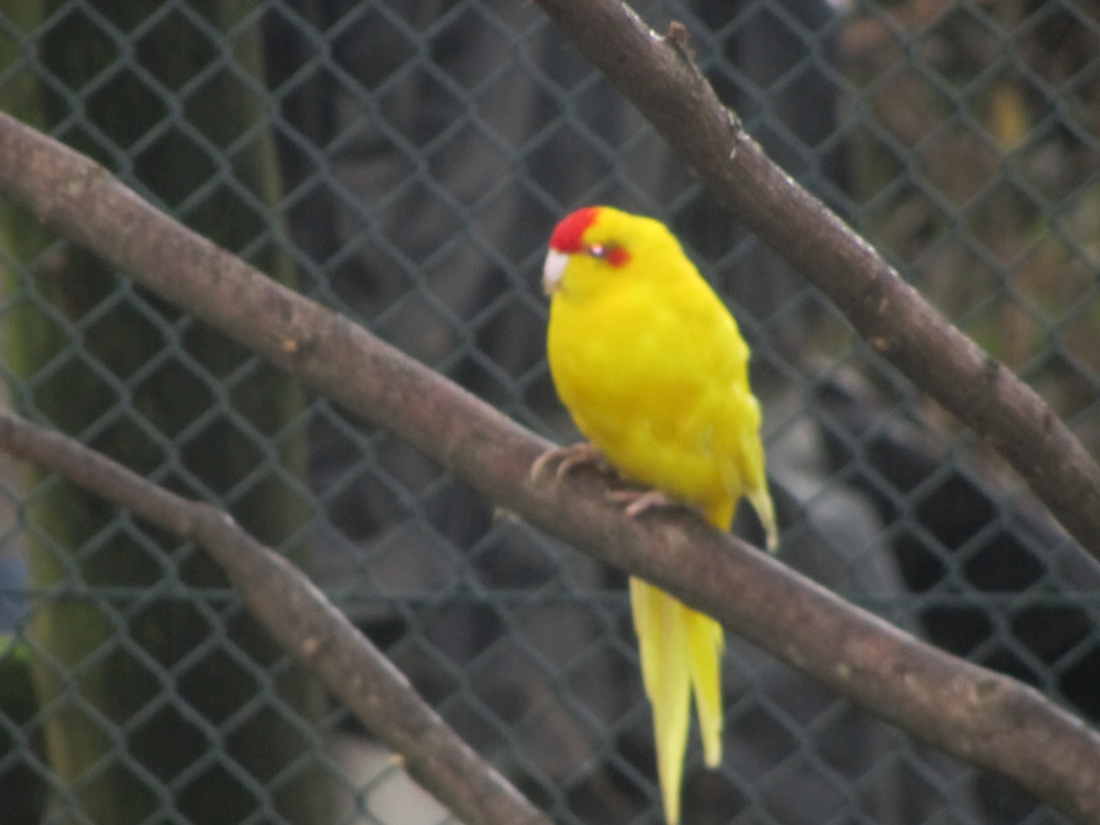 Aves do Fábio Kakarikis Lutinos