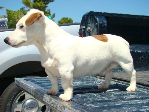 different types of jack russell