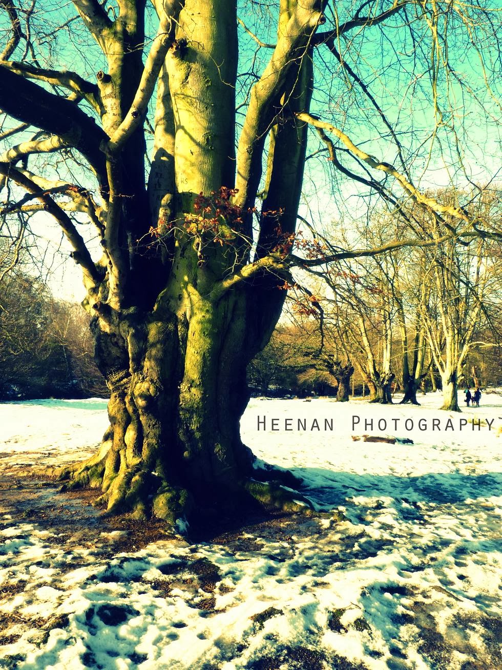 "To Beeches in Winter" by Heenan Photography "To Beeches in Winter" by Heenan Photography