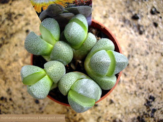 Lithops spp