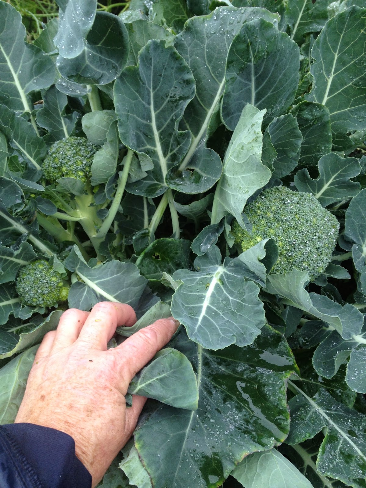 SITKAVORES BRASSICAS&hellip; broccoli, cabbage, cauliflower