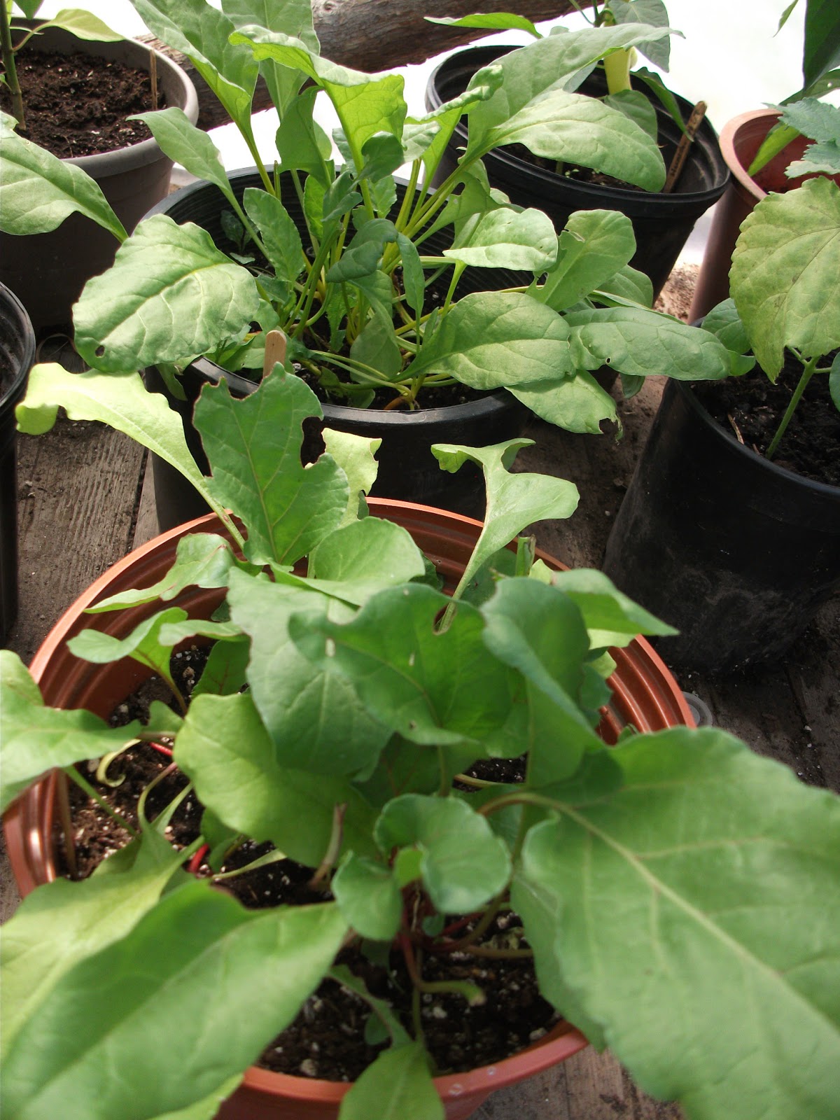 Cold Hands Warm Earth Beets and Carrots in Containers