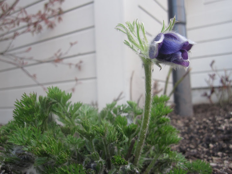 Ett blomster-kyss