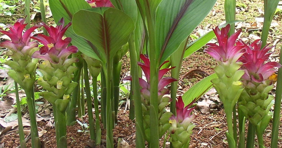 Zedoary (Curcuma Zedoaria) Overview, Health Benefits, Side effects